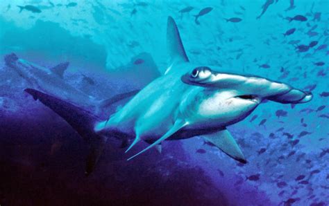 Tiburones: los  tigres del mar    Biología