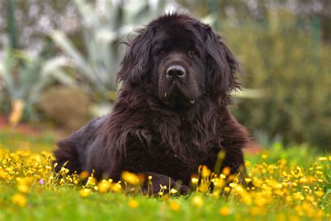 Tienda de animales perro terranova   El Jardín de Dama