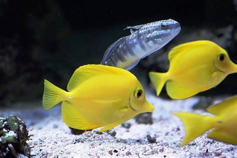 Tienda de peces tropicales, cómo saber si es de confianza | Fanmascotas