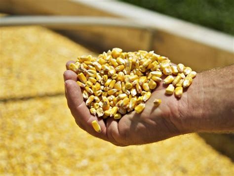 Tiende a la baja la producción de cereales en Colombia | Economía ...
