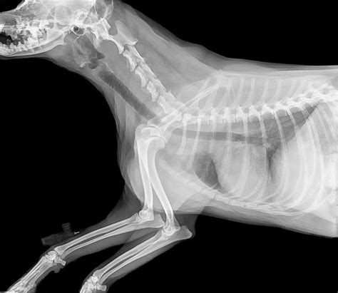 ¿Tiene cura el cáncer de huesos en perros? – TopperCan