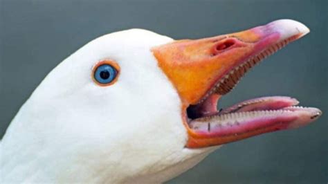 ¿Tienen dientes las aves?   avescedario 2022