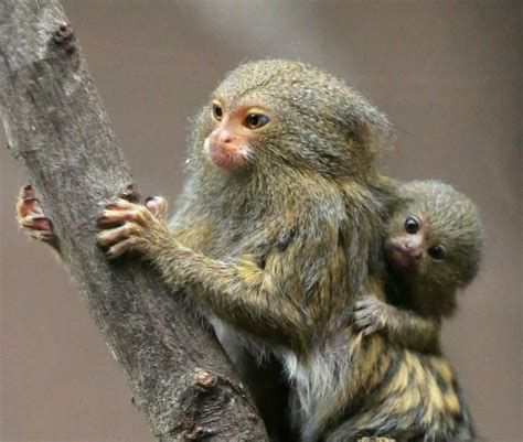 Tierno tití pigmeo, el mono más pequeño del mundo   Animal Planet ...