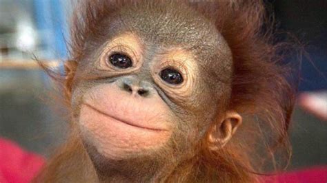 tiernos bebes orangutan   YouTube