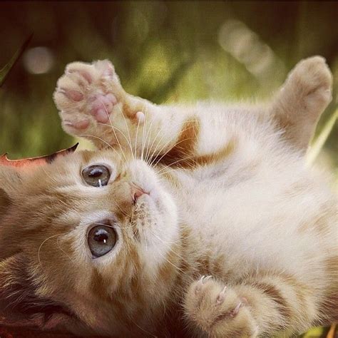 Tiernos y Adorables #Gatitos | Gatitos adorables, Gatos ...