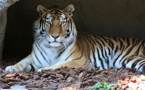 Tiger At Bronx Zoo First Animal To Test Positive For Coronavirus In The ...
