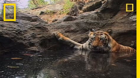 Tiger Eye: Up Close and Personal | National Geographic ...
