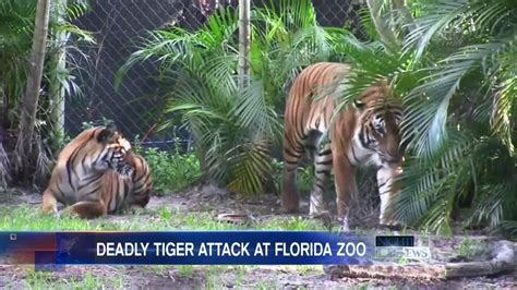 Tiger Mauls Zookeeper to Death at Florida Zoo   NBC News