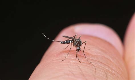 Tiger Mosquito Troubles in Spain, Watch Your Ankles!