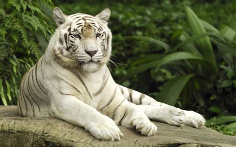 Tiger Panthera Tigris Singapore Wallpapers | HD Wallpapers ...