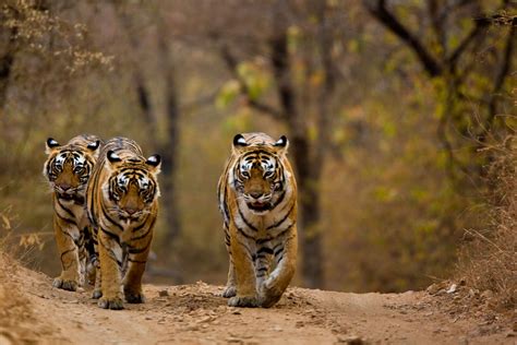 Tiger: Panthera Tigris: The Animal Encyclopedia