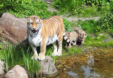 Tigernachwuchs im Zoo Leipzig ab sofort zu sehen: LEIPZIGINFO.DE