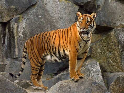 Tigers Facts For Kids & Adults. Pictures, Video, In Depth ...