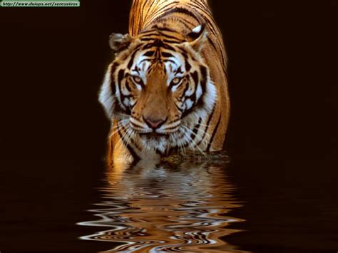 Tigers photos  II
