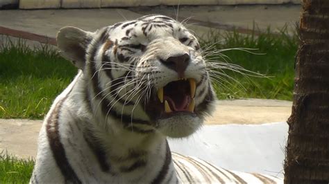 Tigre de Bengala blanco   Zoológico de San Juan de Aragón ...