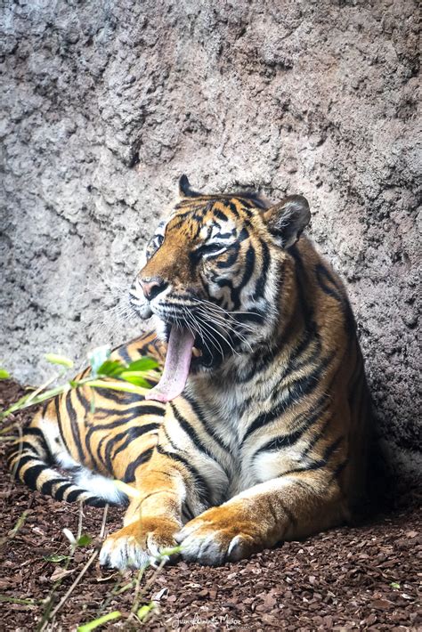 Tigre de Sumatra. Bioparc Fuengirola | Juan Fernando Muñoz ...