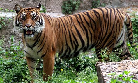 Tigre de Sumatra   Nature&Zoo : le blog des parcs zoologiques