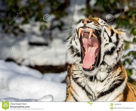 Tigre Siberiano, Altaica Del Tigris Del Panthera, Bostezando Con Una ...