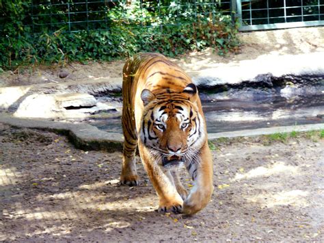 Tigre Zoo de la Palmyre