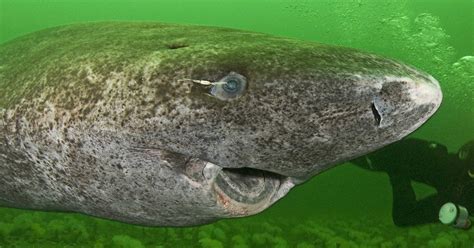 TIL of a little known Greenland shark: A fearsome creature ...