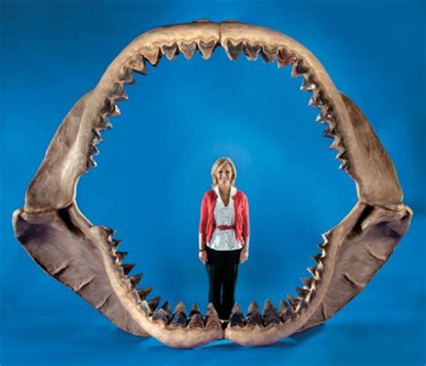 TIL that one reason whales have become the largest animals ...