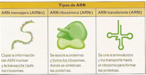 Tipo de ARN   Definicion de ARN