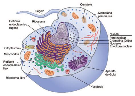 Tipo de célula   *Tutorías de Biología*