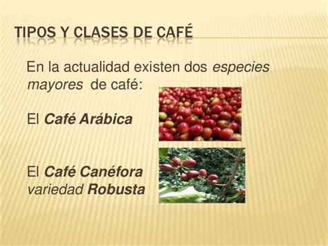 Tipos clases cafe