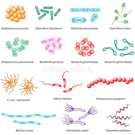 Tipos Comunes De Las Bacterias Ilustración del Vector   Ilustración de ...