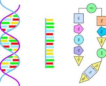 Tipos de ácidos nucleicos Curiosidades e Informacion Sobre Tecnología y ...