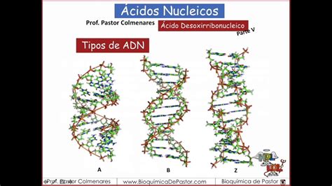 Tipos de ADN | Ácidos Nucleicos Parte VIII   YouTube