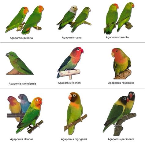 Tipos de Agapornis   Casa dos Pássaros