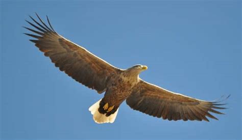 Tipos de Águilas: Sus nombres, las que están en Extinción, por Regiones ...