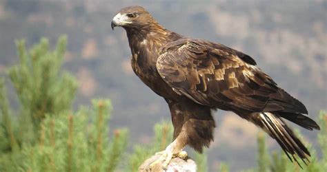 Tipos de Águilas: Sus nombres, las que están en Extinción, por Regiones ...