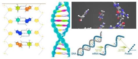 Tipos de ARN: Diferentes Tipos y Funciones de las Moléculas ...