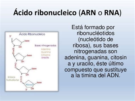Tipos de ARN