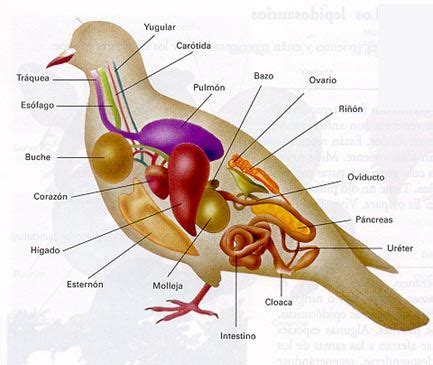 Tipos de Aves, Caracteristicas y Qué Son