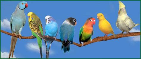 Tipos de Aves: Rapaces, Zancudas, Domésticas, Marinas y Más