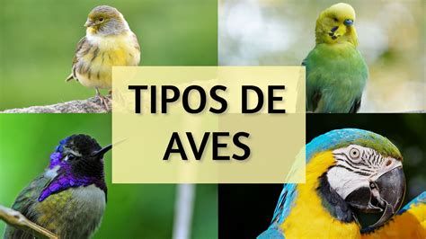 Tipos de aves y su clasificación  GUÍA COMPLETA  | AviarioJP