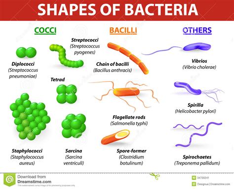 Tipos de bacterias ilustración del vector. Ilustración de botulismo ...