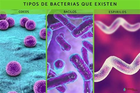 Tipos de bacterias: nombres, características y fotos   Ejemplos y resumen