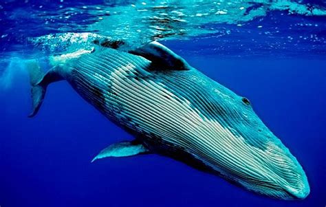 Tipos de ballenas y sus respectivos nombres conocidos