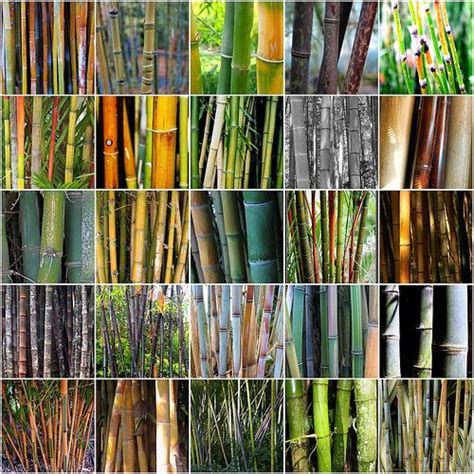 Tipos de bambu | Adooorooooo em 2019 | Bambu, Artesanato ...