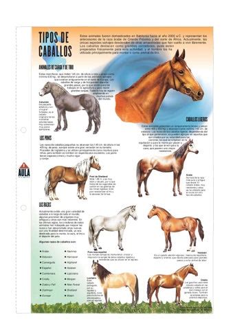 Tipos de caballos by Pedro Márquez   Issuu