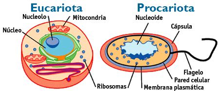 Tipos de células: células procariotas, células eucariotas ...