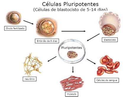 Tipos de células madre | pib2