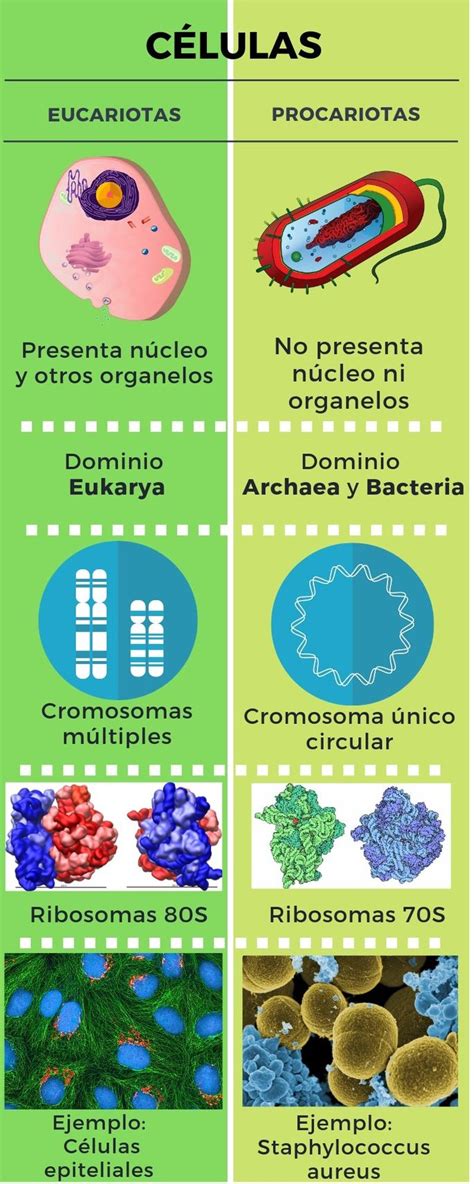 Tipos De Celulas Procariotas Y Eucariotas Ejemplos ...