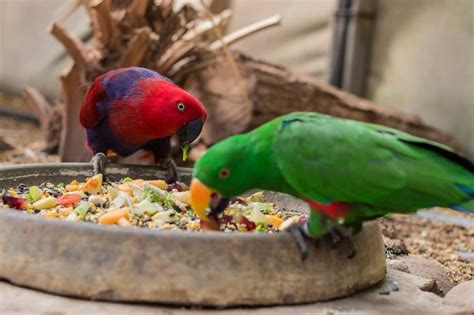 Tipos de comida para aves: diferencias entre pienso y mixtura | Blog ...