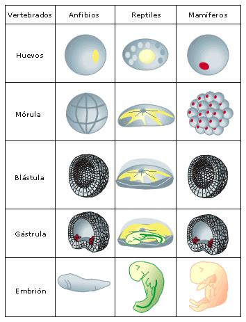 Tipos de desarrollo embrionario