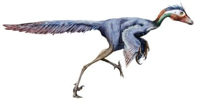 Tipos de dinosaurios con plumas – Dinosaurios